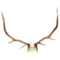 Vintage Red Deer Skull Antlers Taxidermy Horn Mount Mancave Wall Decor