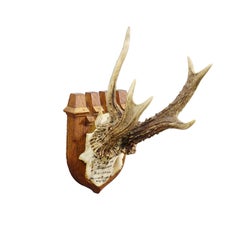 Trofeo Vintage Ciervo Rojo de Francisco José, Príncipe de Thurn y Taxis, 1944