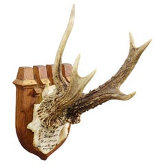 Trofeo Vintage Ciervo Rojo de Francisco José, Príncipe de Thurn y Taxis, 1944