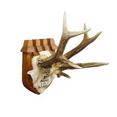 Trofeo Vintage Ciervo Rojo de Francisco José, Príncipe de Thurn y Taxis, 1965