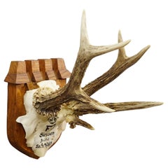 Trofeo Vintage Ciervo Rojo de Francisco José, Príncipe de Thurn y Taxis, 1965