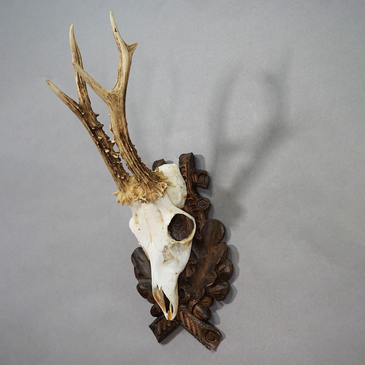 Vintage Rotwild-Trophäe auf geschnitzter Plakette, Deutschland 1950er Jahre

Eine Vintage ungleich 6 Zeiger Reh (Capreolus capreolus) Trophäe aus dem Schwarzwald montiert auf einer geschnitzten Plakette. Die Trophäe wurde in den 1950er Jahren