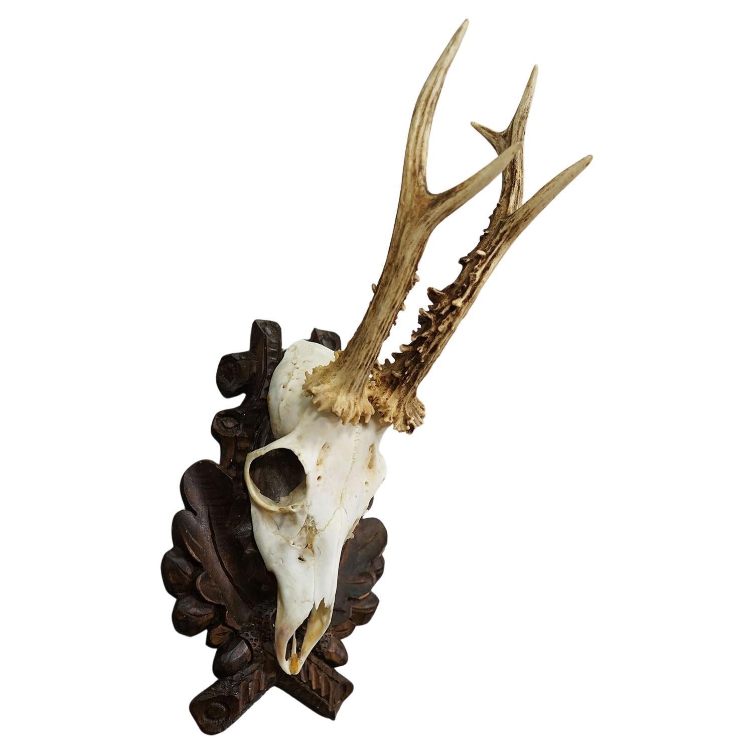 Vintage Red Deer Trophy on Carved Plaque, Germany 1950s