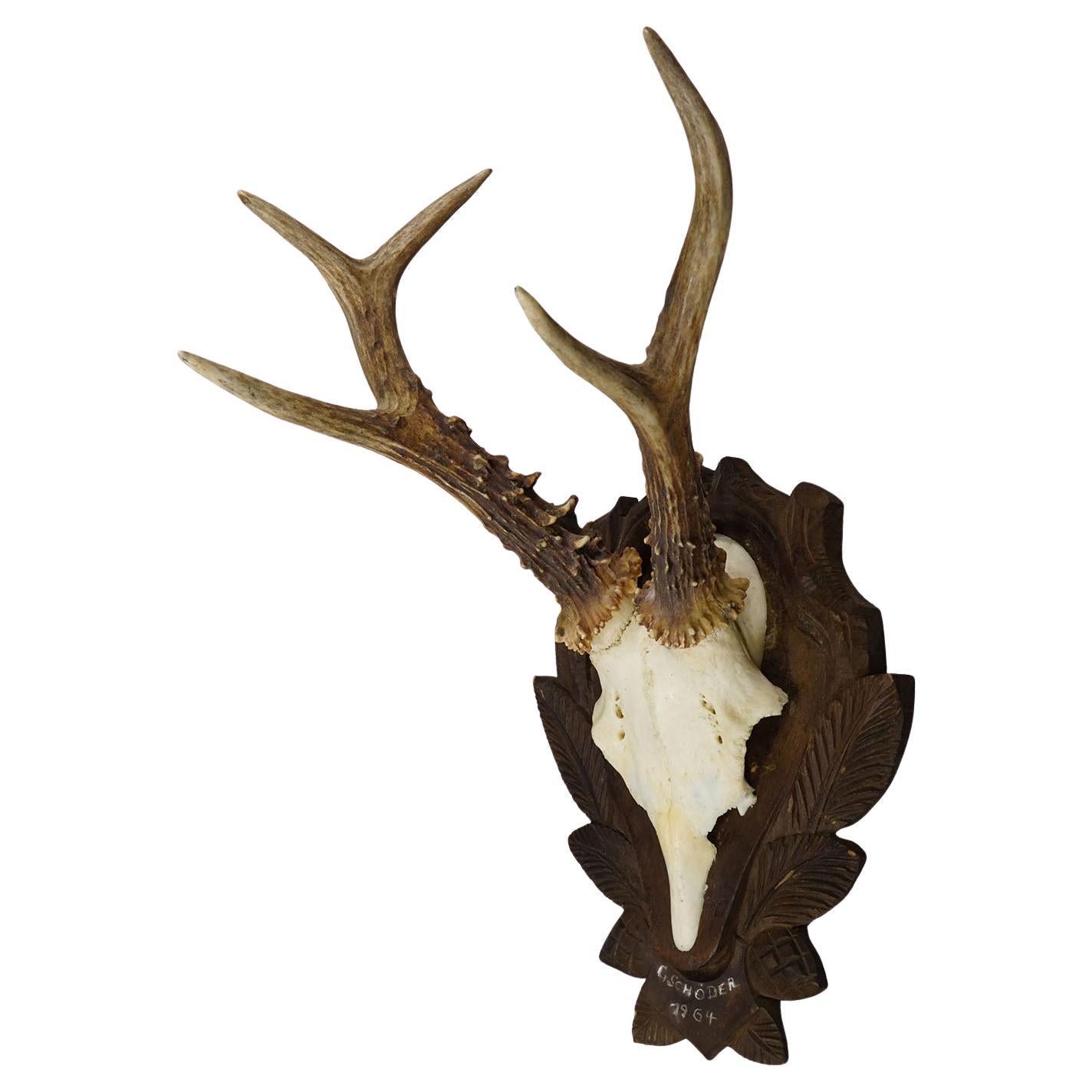 Vintage Rotwild-Trophäe auf geschnitzter Plakette, Deutschland 1964