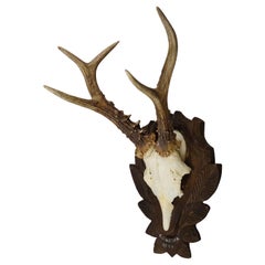 Vintage Red Deer Trophy on Carved Plaque, Germany 1964