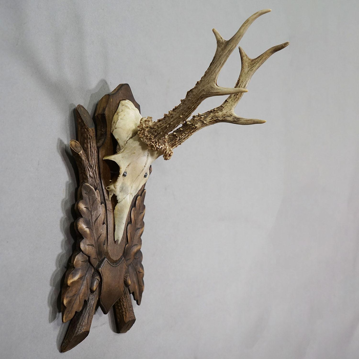 Vintage Rotwild-Trophäe auf großer geschnitzter Plakette, Deutschland

Eine große Trophäe eines 6-Zeiger-Rehs (Capreolus capreolus) aus dem Schwarzwald, montiert auf einer geschnitzten Plakette. Die Trophäe wurde 2010 aufgenommen. Guter