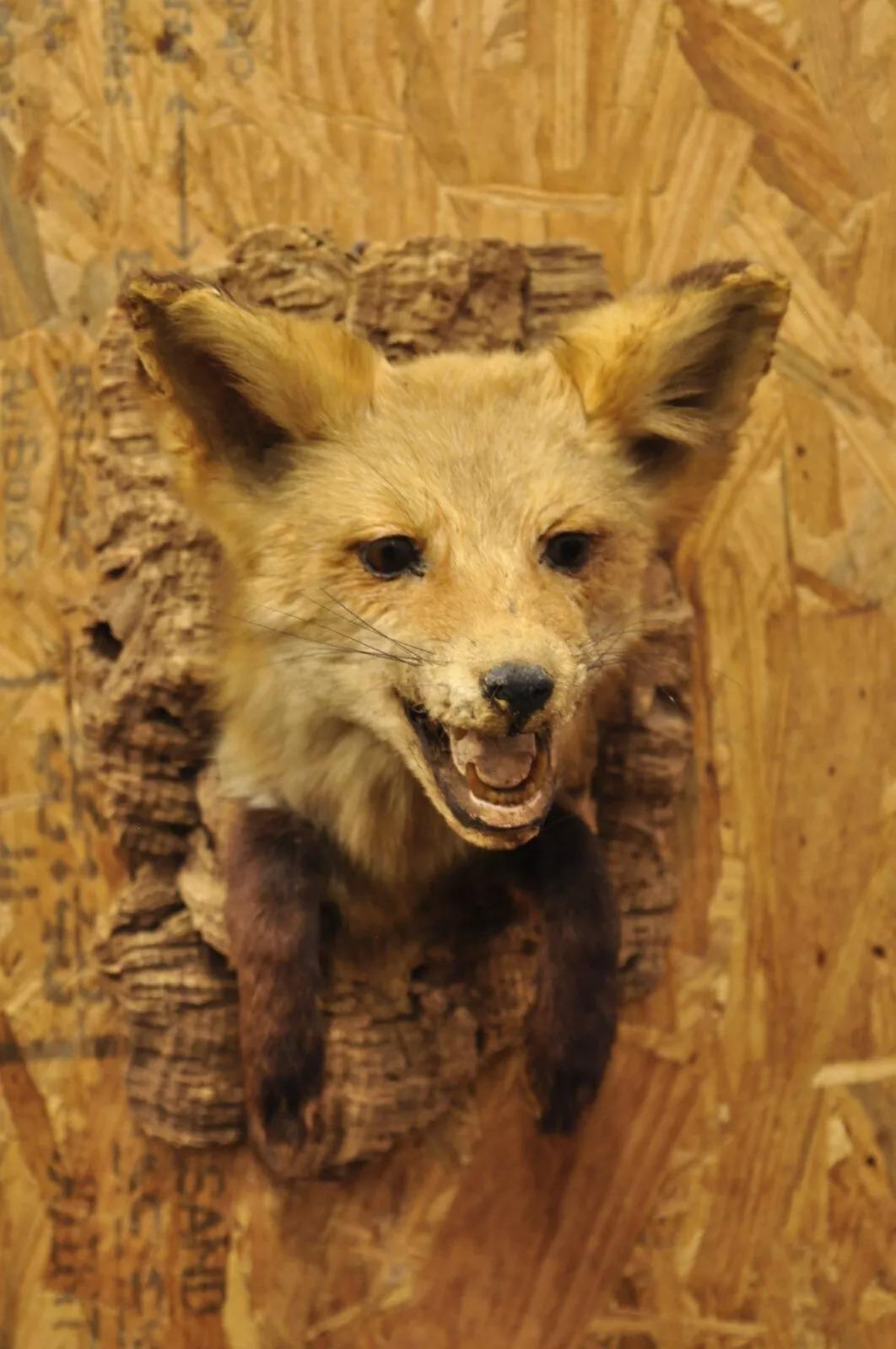 Rustic Vintage Red Fox Shoulder Mount with Legs Taxidermy Mancave Wall Decor For Sale