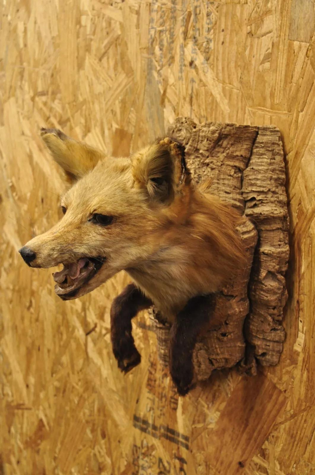 Unknown Vintage Red Fox Shoulder Mount with Legs Taxidermy Mancave Wall Decor For Sale