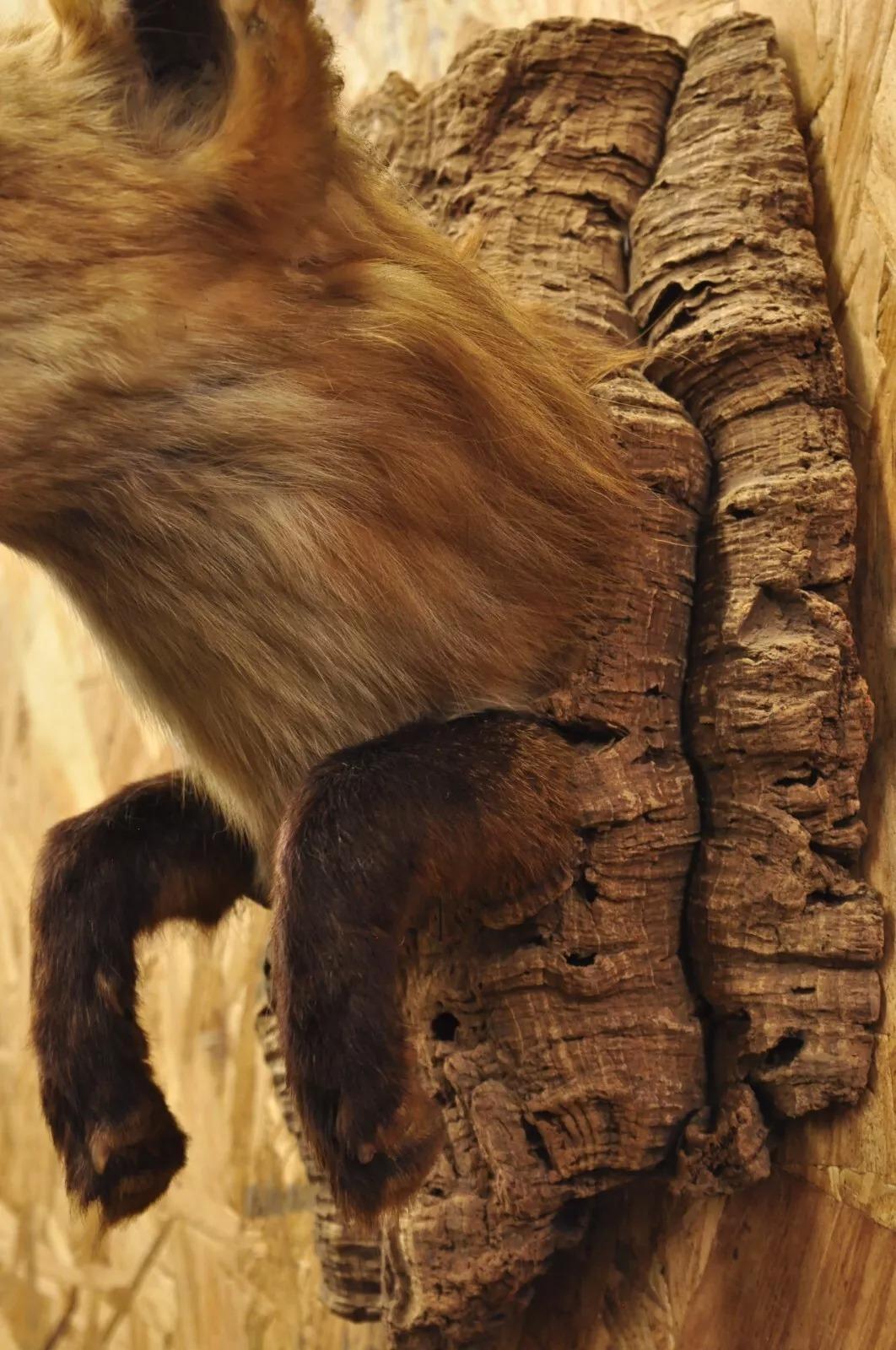 Vintage Red Fox Shoulder Mount with Legs Taxidermy Mancave Wall Decor In Good Condition For Sale In Philadelphia, PA