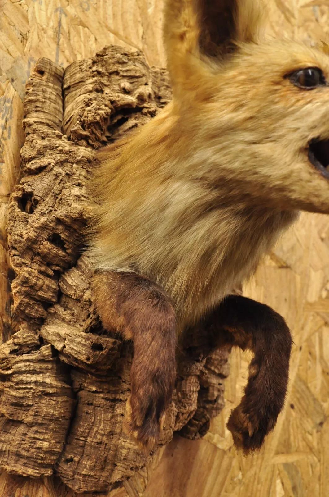 20th Century Vintage Red Fox Shoulder Mount with Legs Taxidermy Mancave Wall Decor For Sale