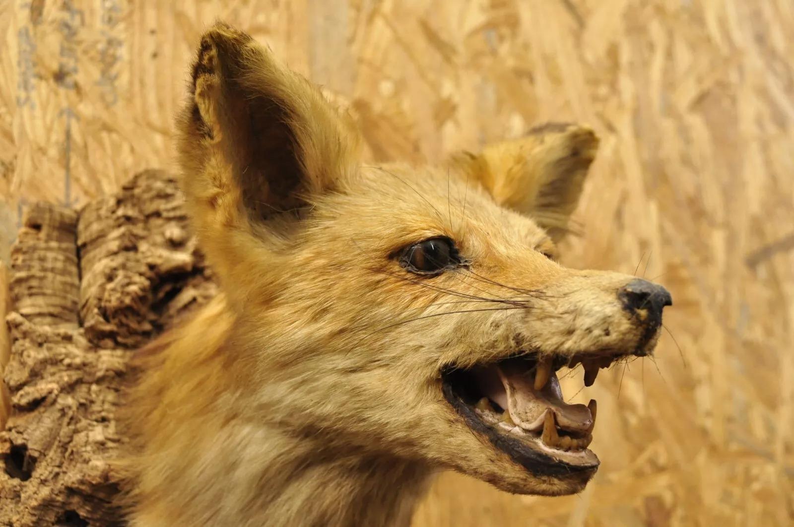 Fur Vintage Red Fox Shoulder Mount with Legs Taxidermy Mancave Wall Decor For Sale