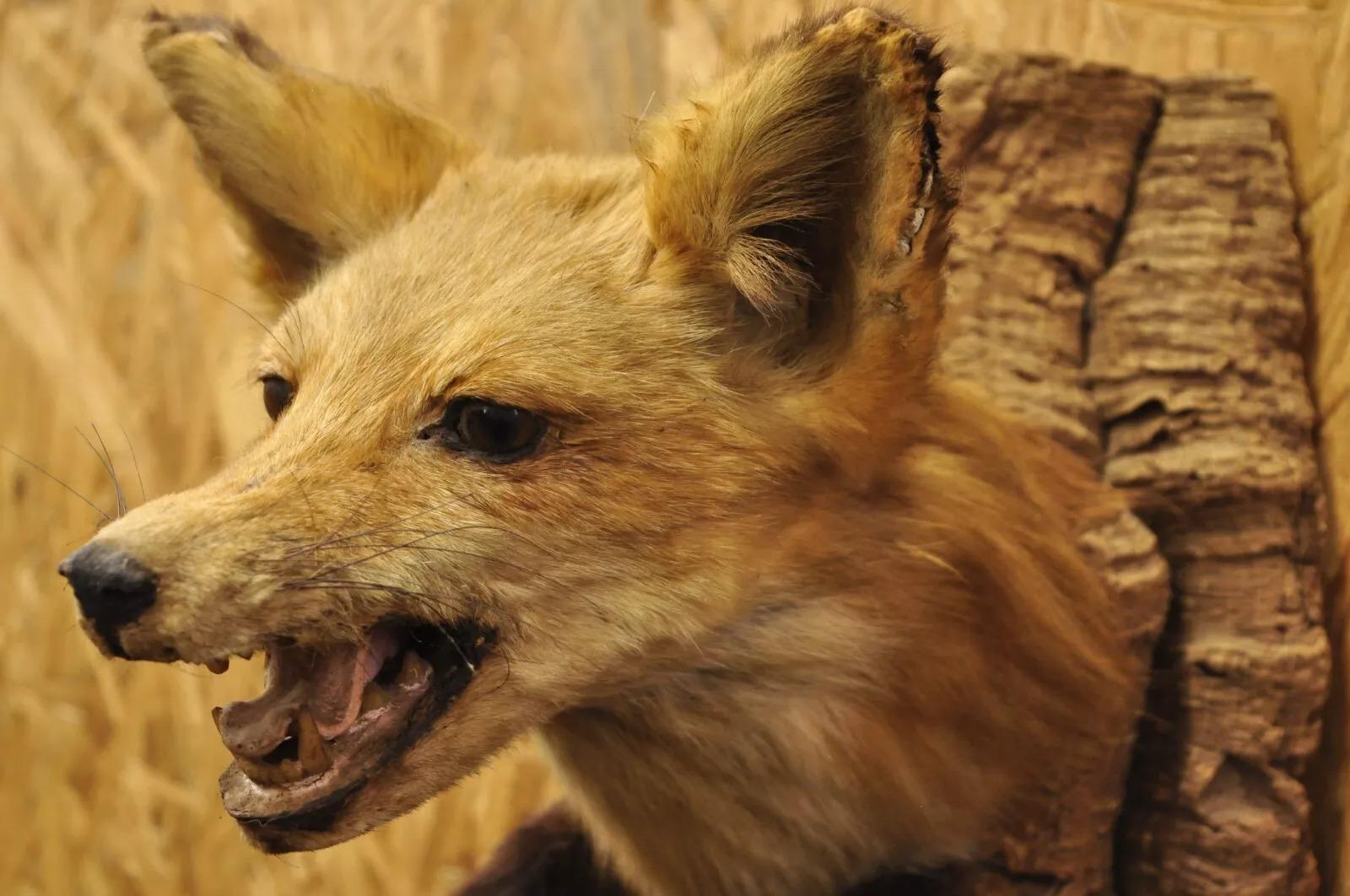 Vintage Red Fox Shoulder Mount with Legs Taxidermy Mancave Wall Decor For Sale 1