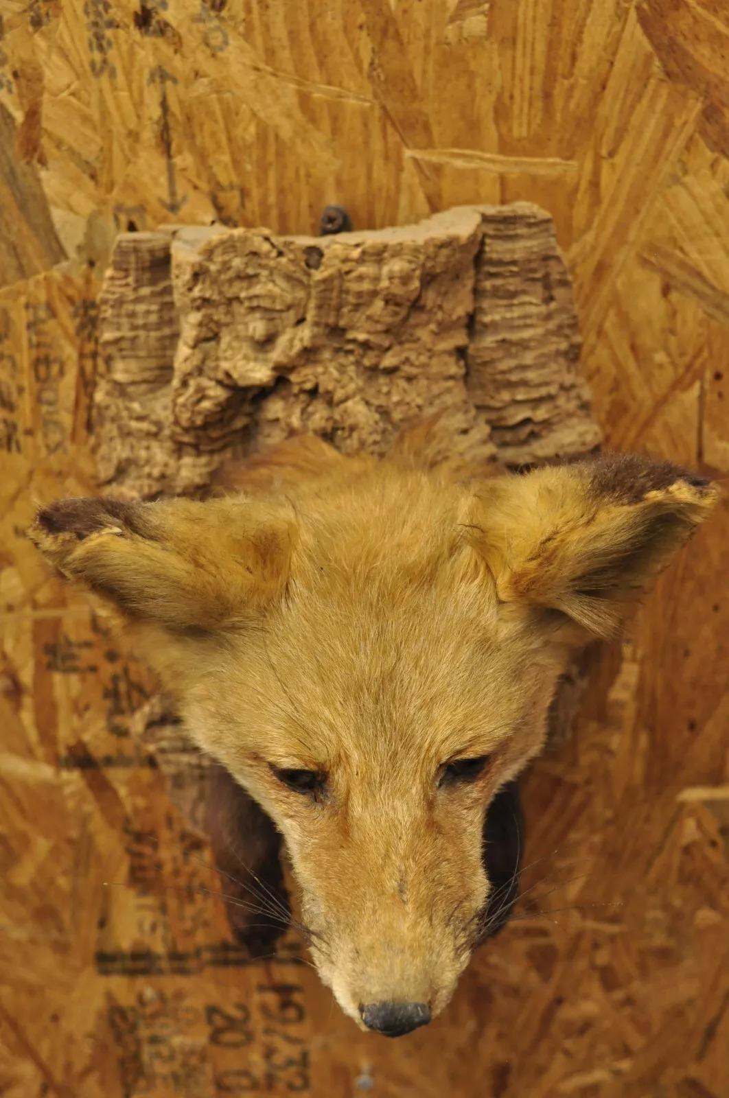 Vintage Red Fox Shoulder Mount with Legs Taxidermy Mancave Wall Decor For Sale 2
