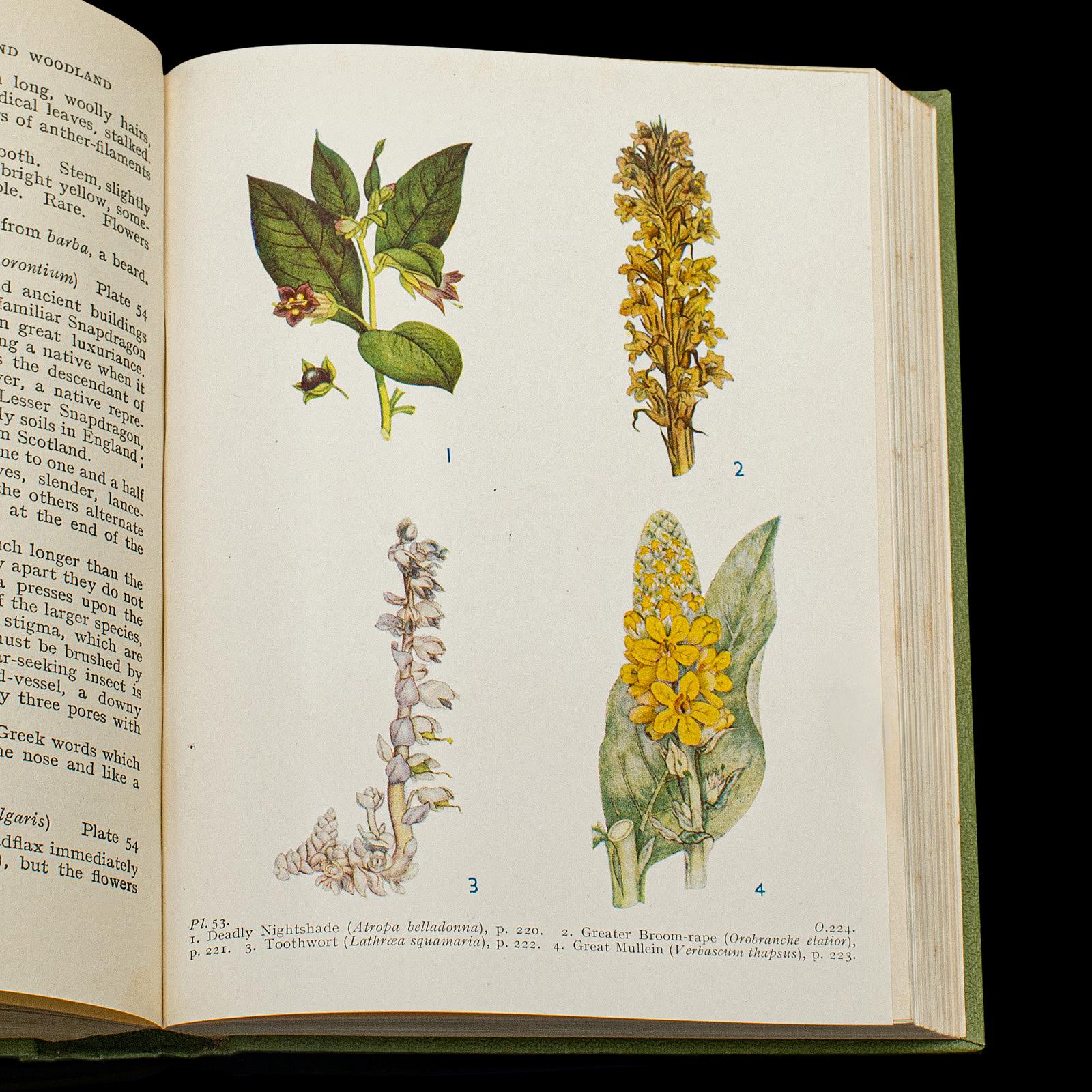 Vintage Reference Book, Wild Flowers of the Wayside, English, Botanical Guide For Sale 4