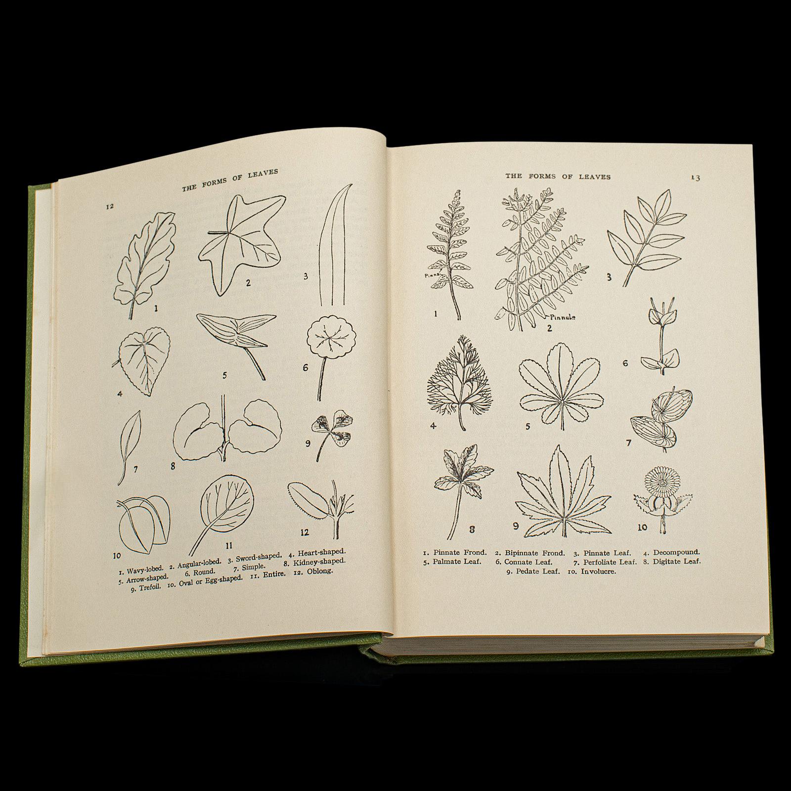 British Vintage Reference Book, Wild Flowers of the Wayside, English, Botanical Guide For Sale