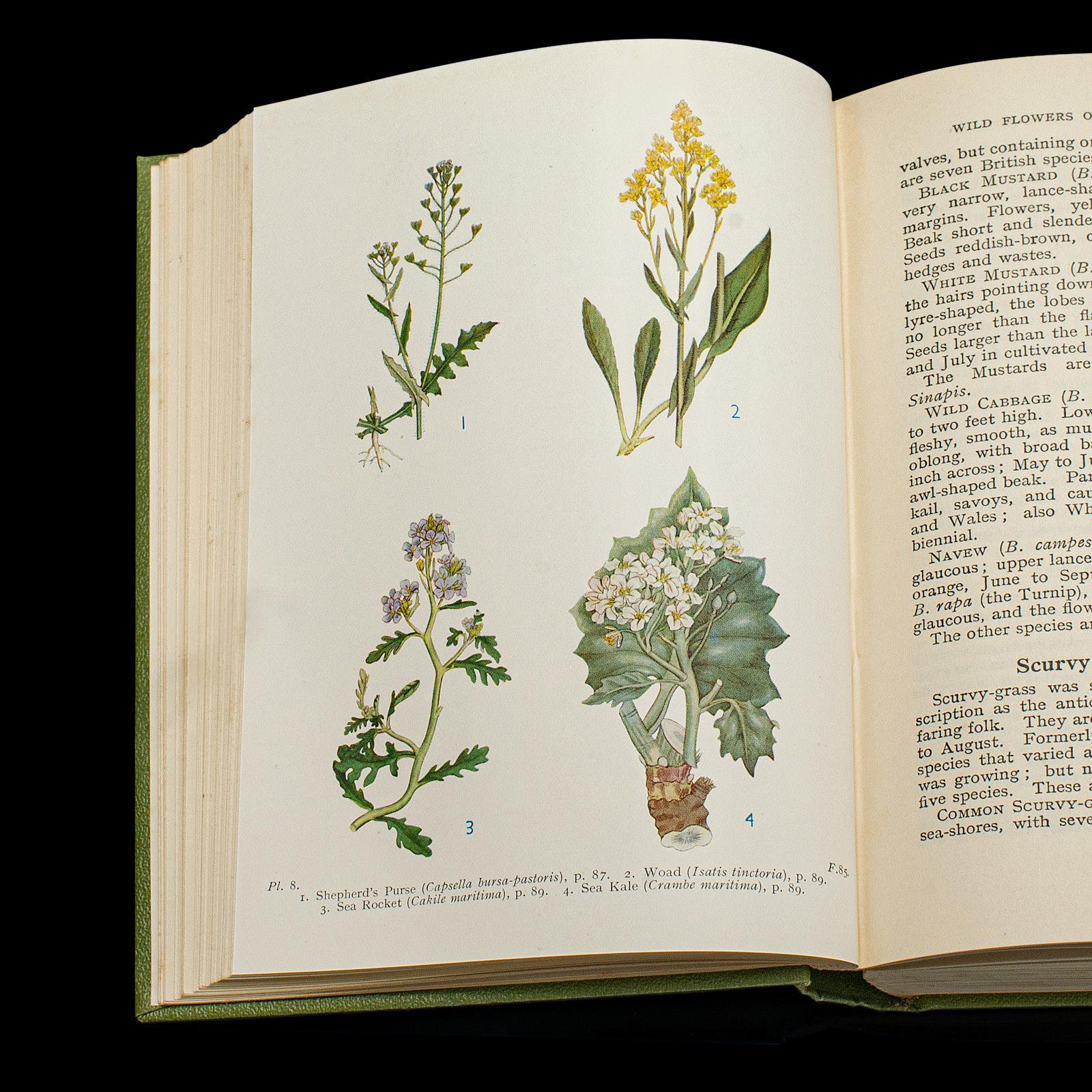 Paper Vintage Reference Book, Wild Flowers of the Wayside, English, Botanical Guide For Sale