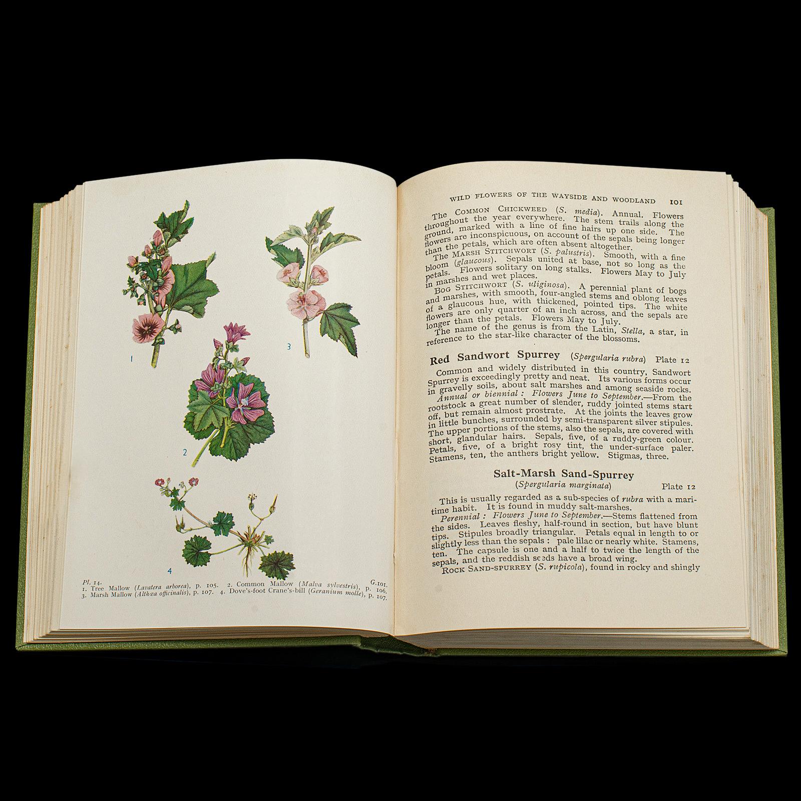 Vintage Reference Book, Wild Flowers of the Wayside, English, Botanical Guide For Sale 1