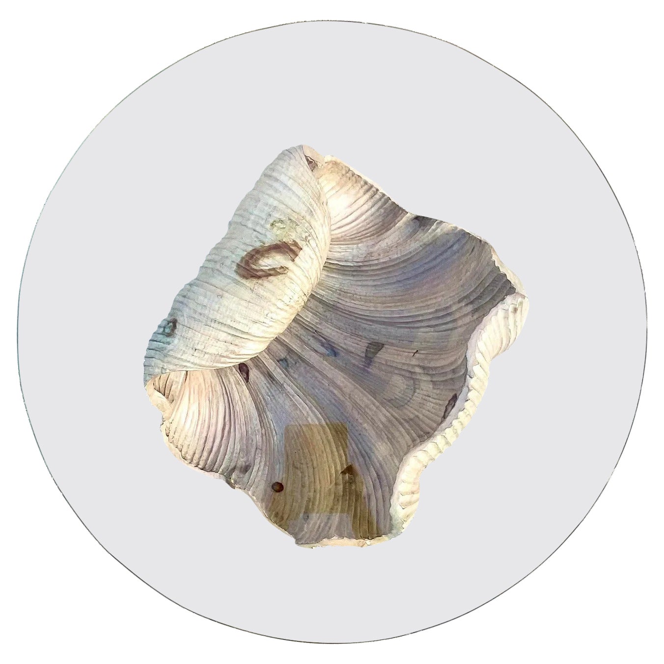 Vintage Regency Carved Pine Clam Shell Coffee Table