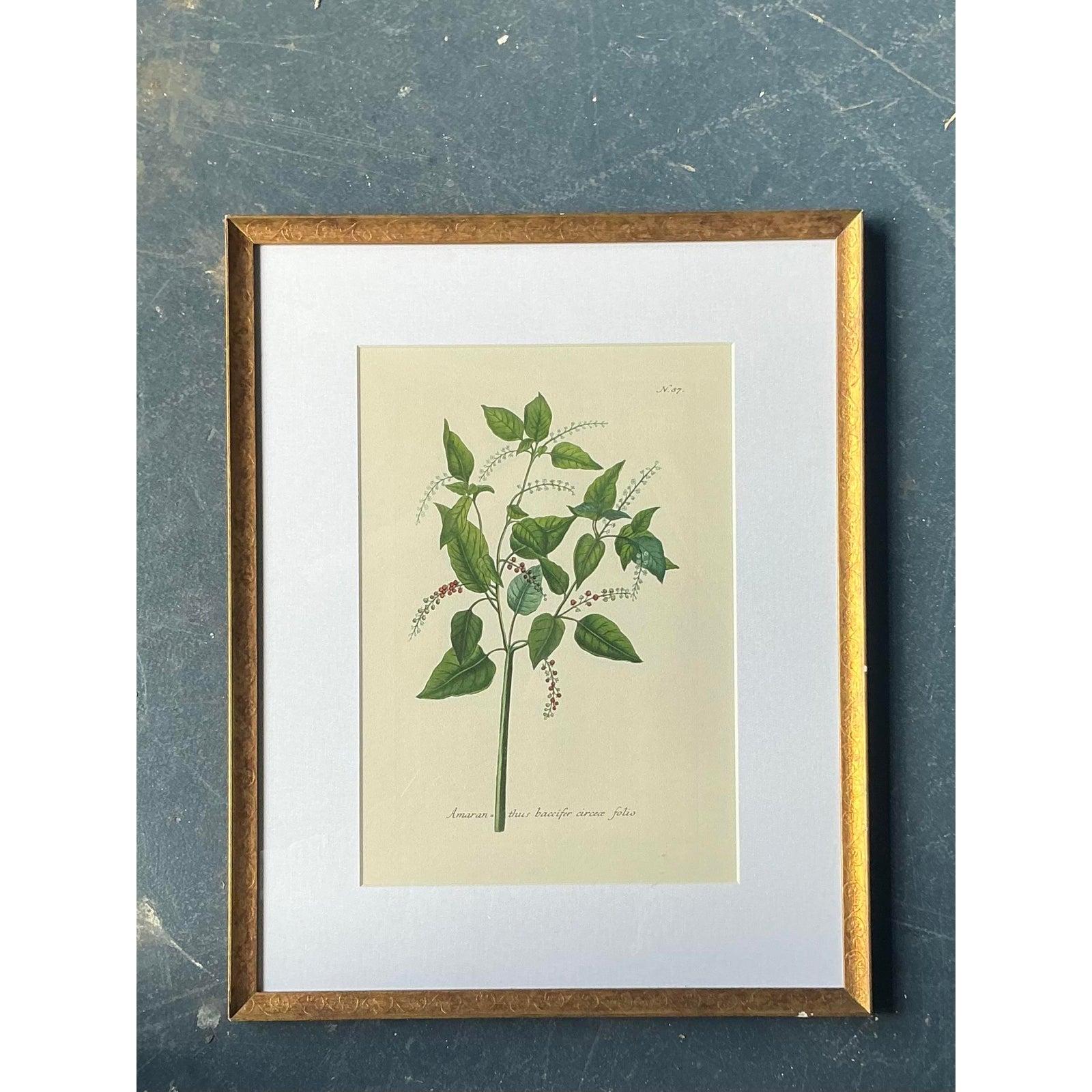Holen Sie sich mit diesem großformatigen botanischen Druck im Vintage-Stil die heitere Schönheit der Natur ins Haus. Diese klassische Illustration eines Pflanzenexemplars zeigt eine blättrige Pflanze in eleganten, wissenschaftlichen Details und