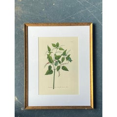 Vintage Regency Flower Specimen Prints