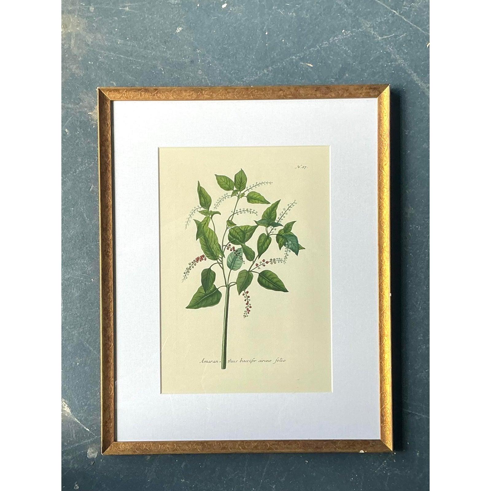 Vintage Regency Blume Probe Drucke (Moderne) im Angebot
