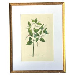 Vintage Regency Flower Specimen Prints