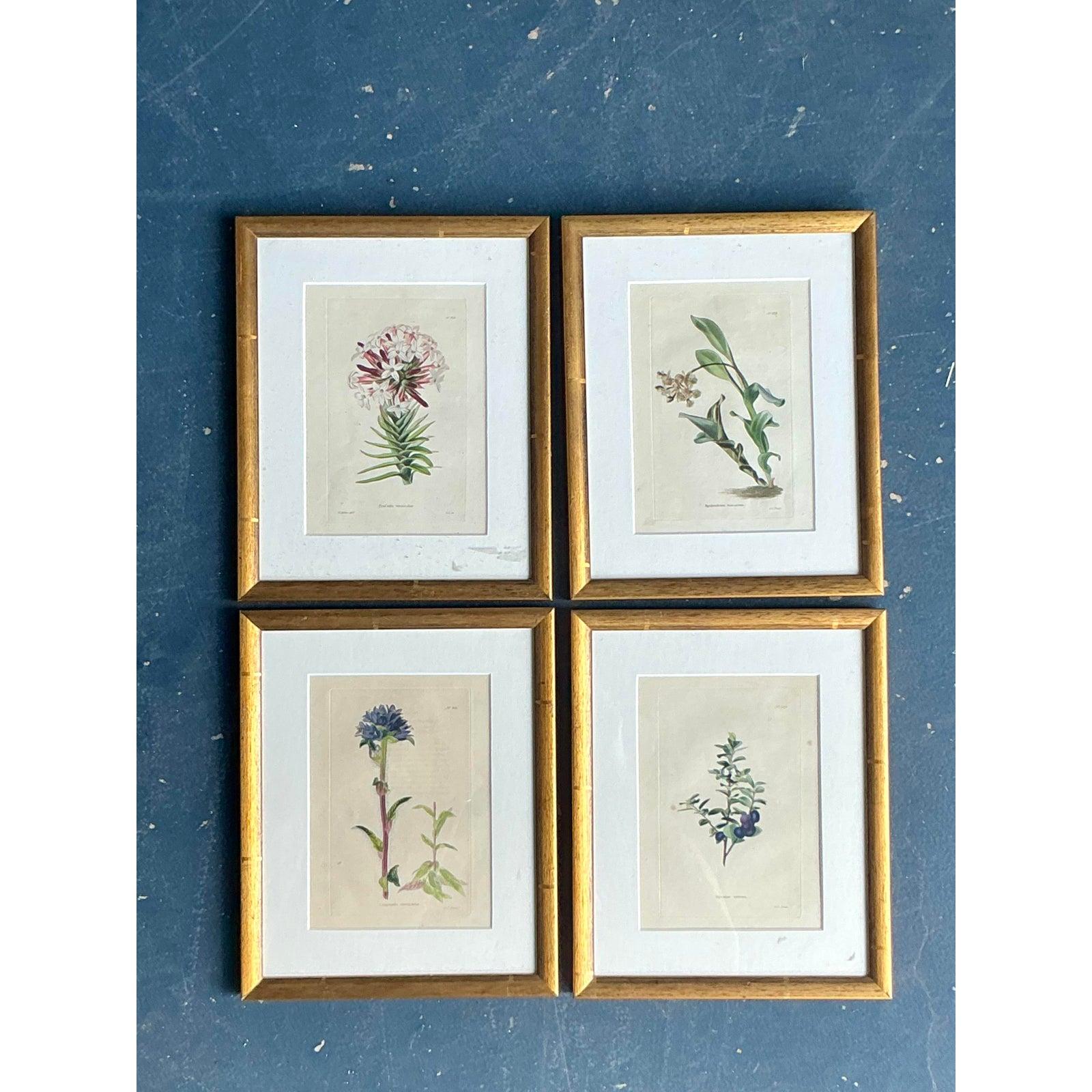 Mit diesem exquisiten Set aus vier botanischen Vintage-Drucken können Sie im Handumdrehen eine raffinierte Galeriewand gestalten. Jedes Stück zeigt ein wunderschön detailliertes Blumenmuster, das im klassischen Stil der handkolorierten Stiche des