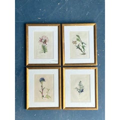 Vintage Regency Flower Specimen Prints - Set of 4