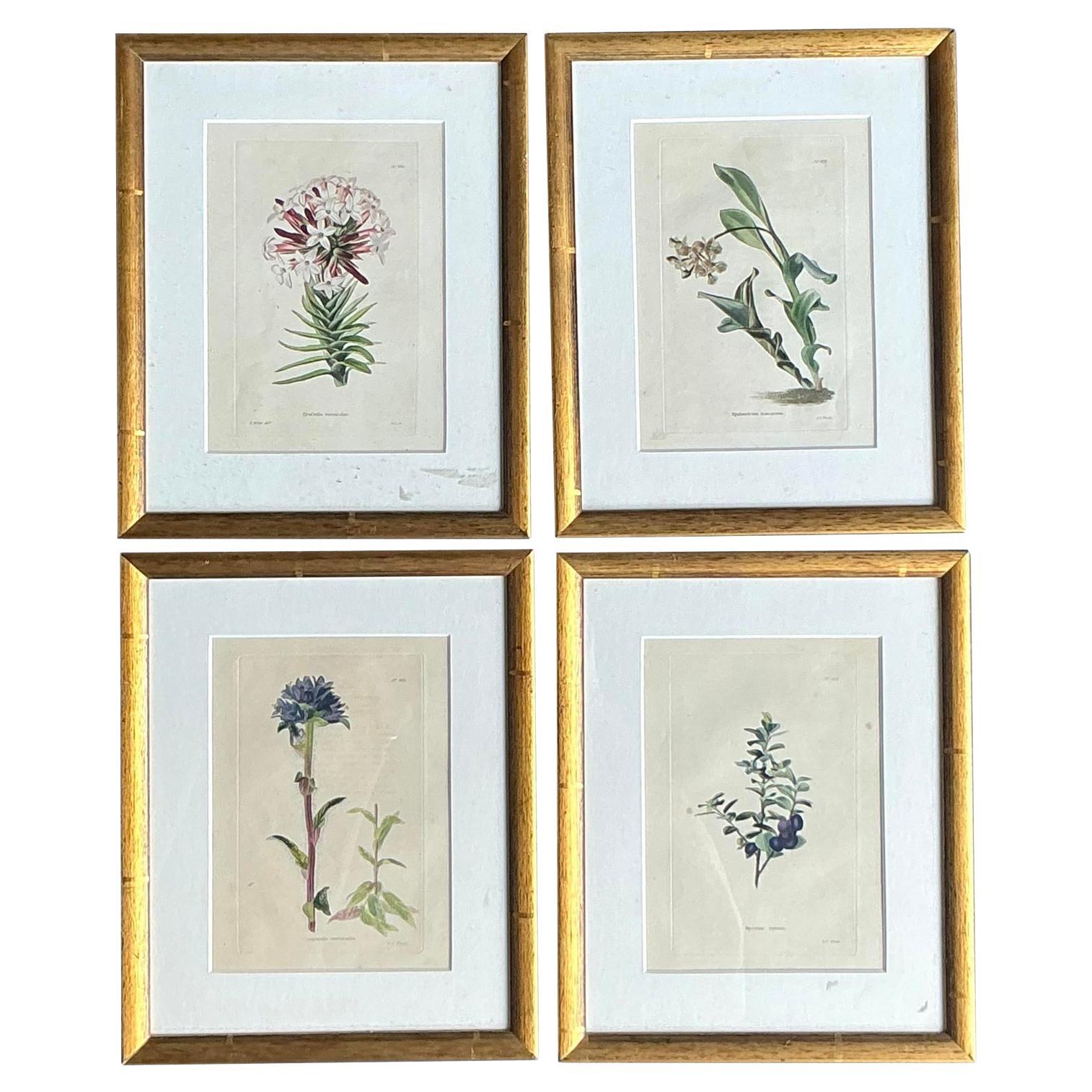 Vintage Regency Flower Specimen Prints - Set of 4