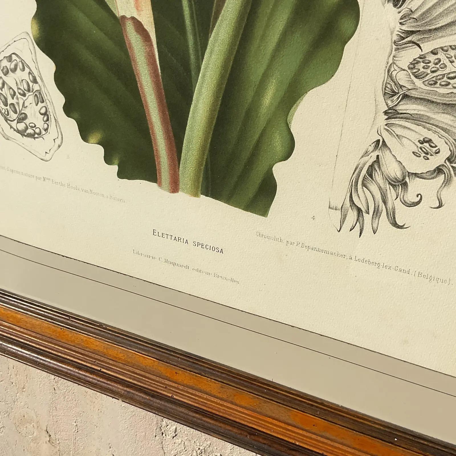 A fabulous vintage Regency print. A monumental Botanical print in a gorgeous custom gilt frame. Acquired from a Palm Beach estate.