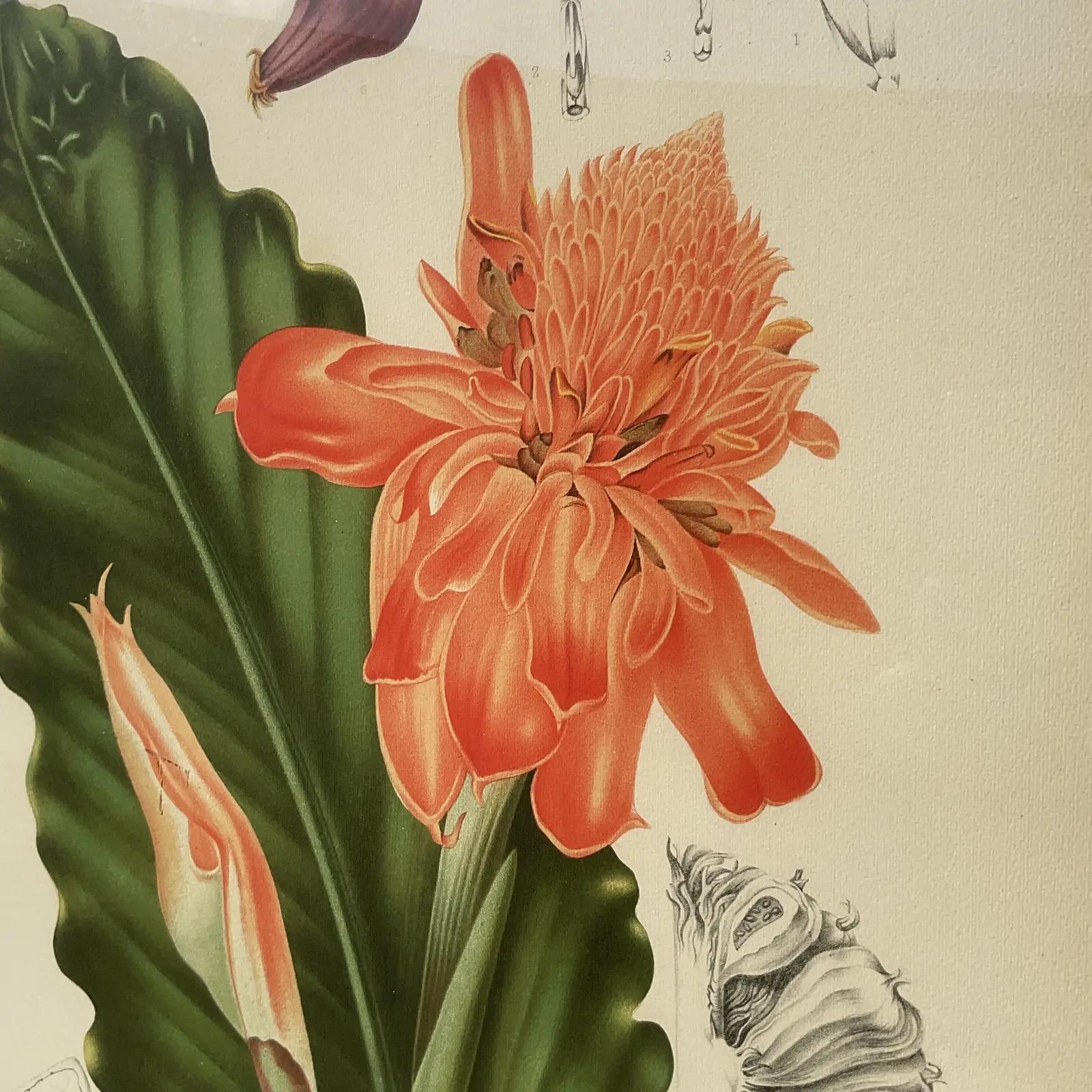 North American Vintage Regency Monumental Botanical Print