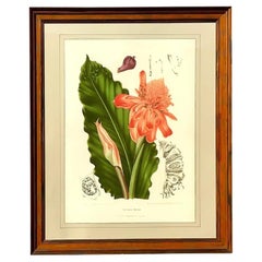 Vintage Regency Monumental Botanical Print