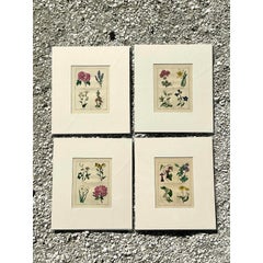 Vintage Regency Original Botanical Prints - Set of Four