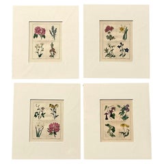 Vintage Regency Original Botanical Prints - Set of Four