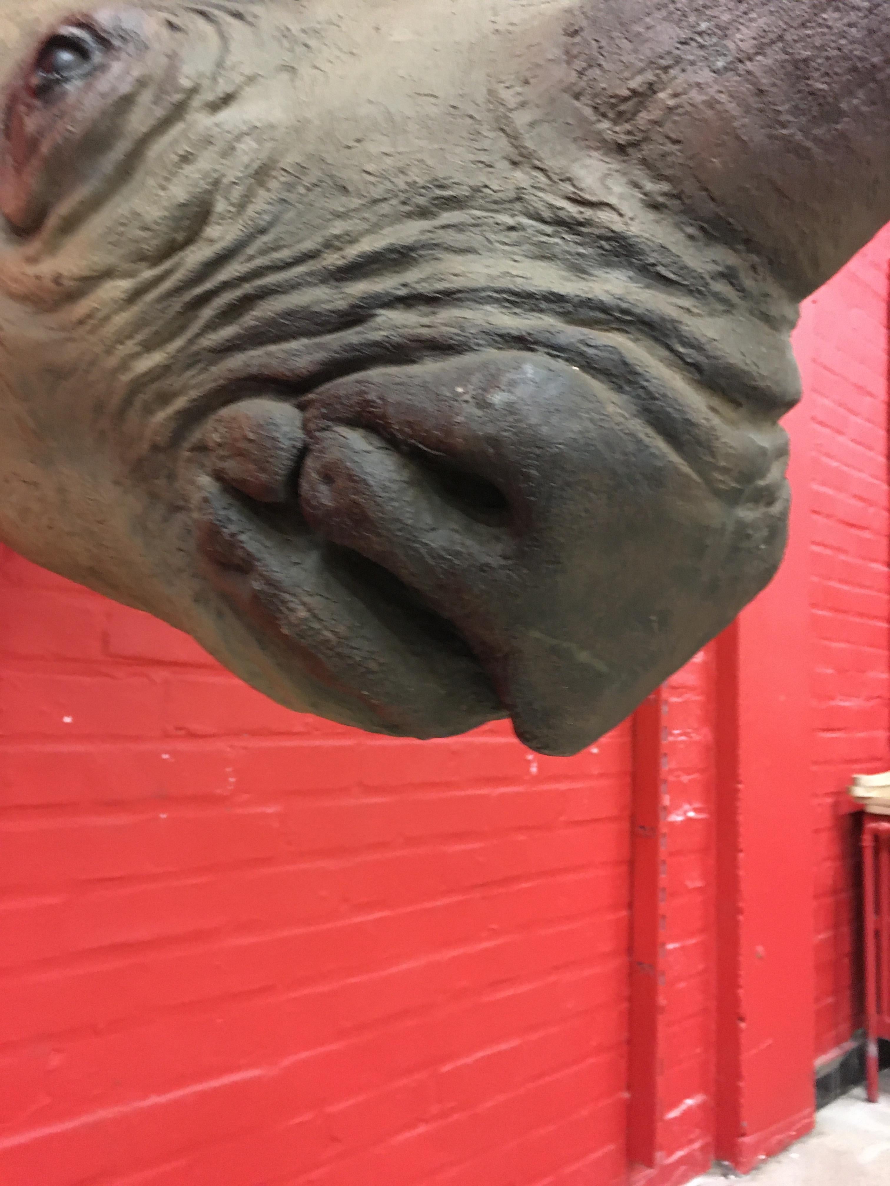 rhino head sculpture