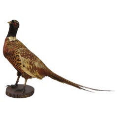 Vintage Ringneck Pheasant Bird Full Body Standing Mount Taxidermy Mancave (B)