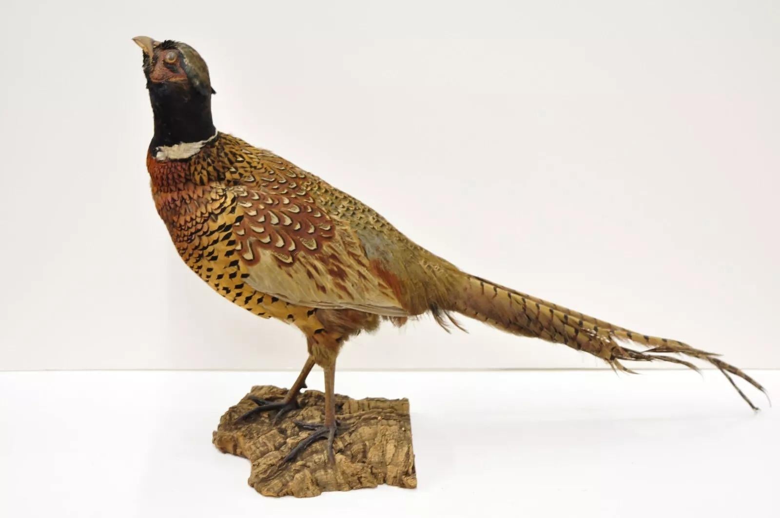 Vintage Ringneck Pheasant Bird Full Body Standing Mount Taxidermy Mancave 3