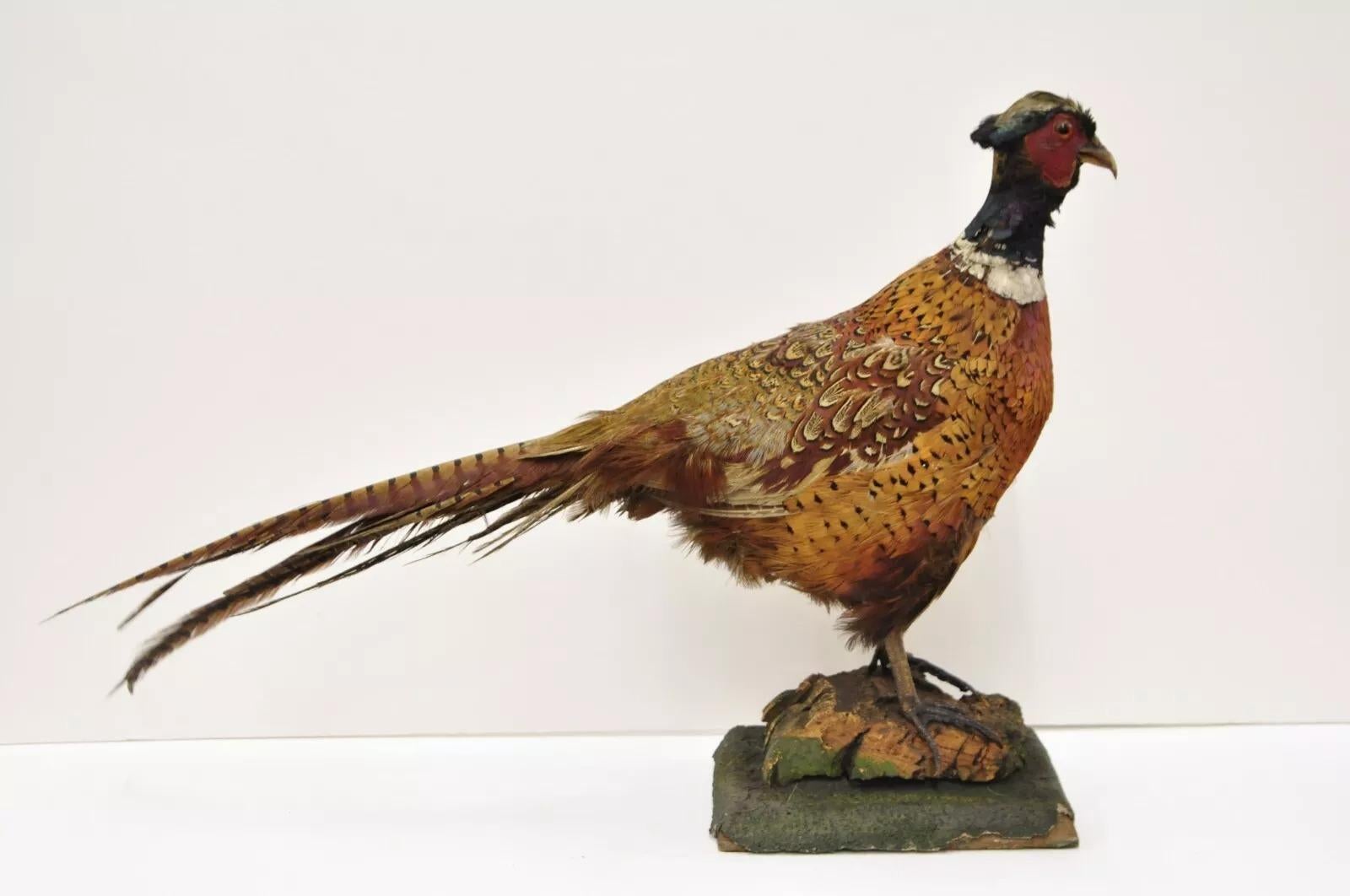 Taxidermie Vintage Faisan de Ringneck - Oiseau - Corps entier - Montage sur pied - Mancave 2