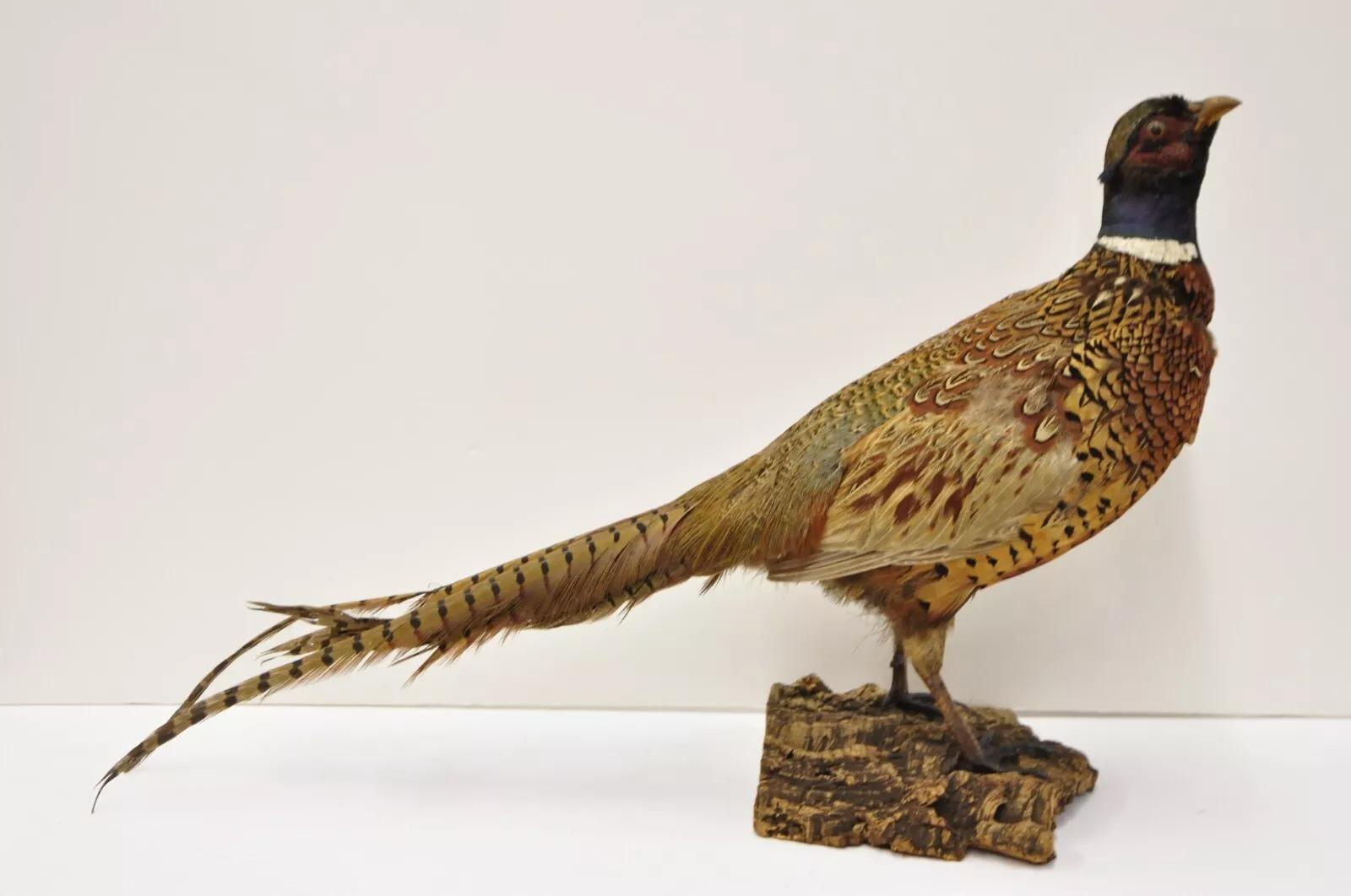 Vintage Ringneck Pheasant Bird Full Body Standing Mount Taxidermy Mancave 4