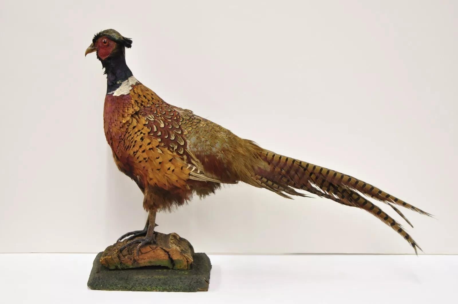 Taxidermie Vintage Faisan de Ringneck - Oiseau - Corps entier - Montage sur pied - Mancave 3
