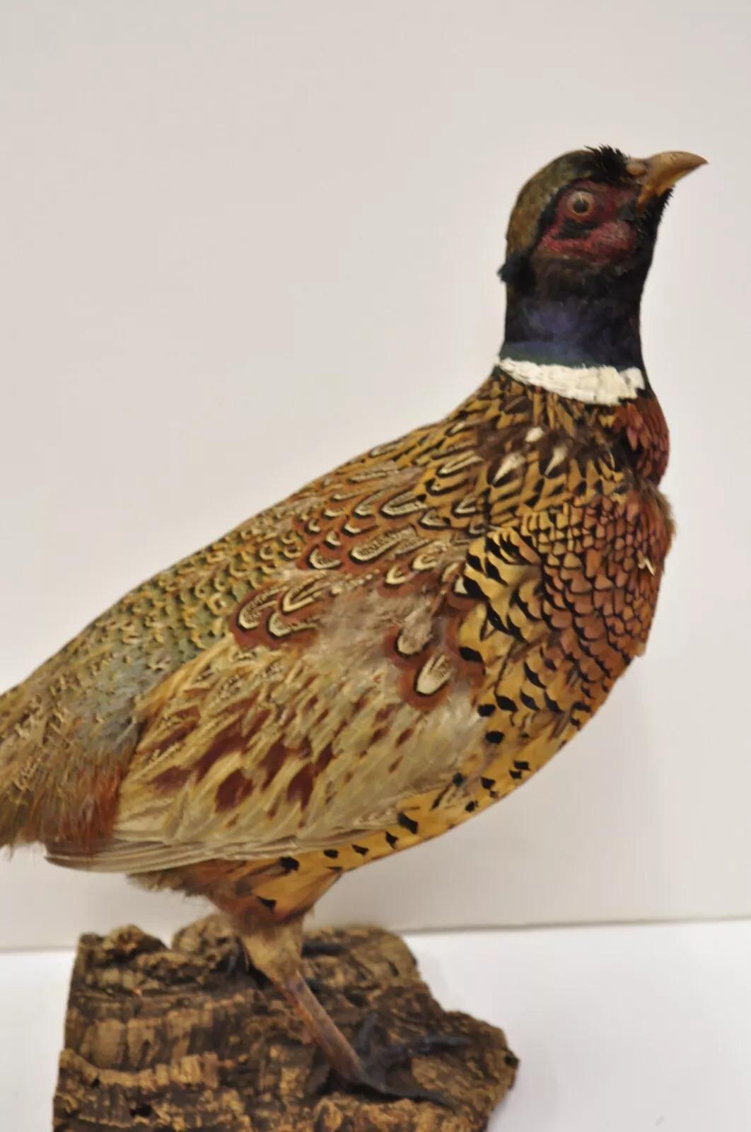 Vintage Ringneck Pheasant Bird Full Body Standing Mount Taxidermy Mancave. Circa Mid 20th Century. Measurements (Overall): 16