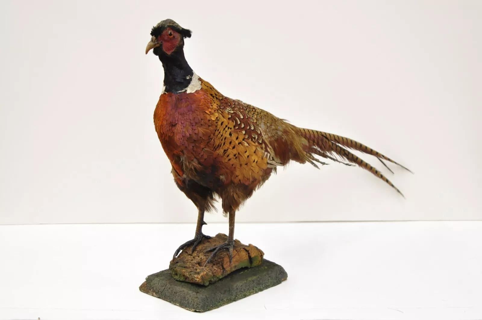 Vintage Ringneck Pheasant Bird Full Body Standing Mount Taxidermy Mancave. Circa Mid 20th Century. Dimensions (hors tout) : 18