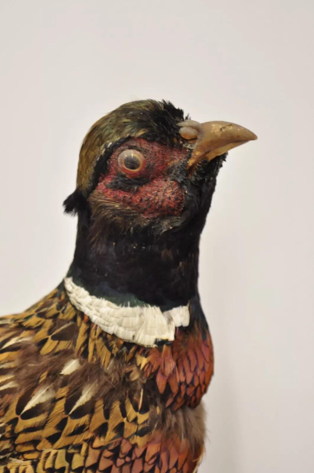 Rustic Vintage Ringneck Pheasant Bird Full Body Standing Mount Taxidermy Mancave