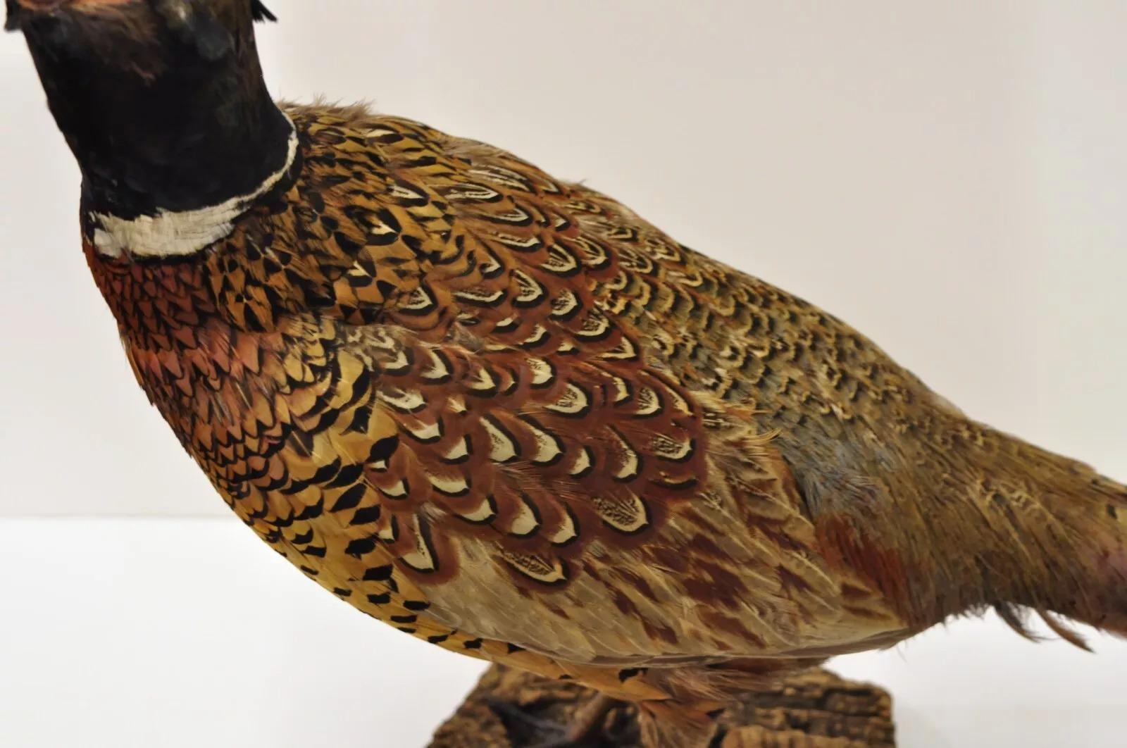 Unknown Vintage Ringneck Pheasant Bird Full Body Standing Mount Taxidermy Mancave