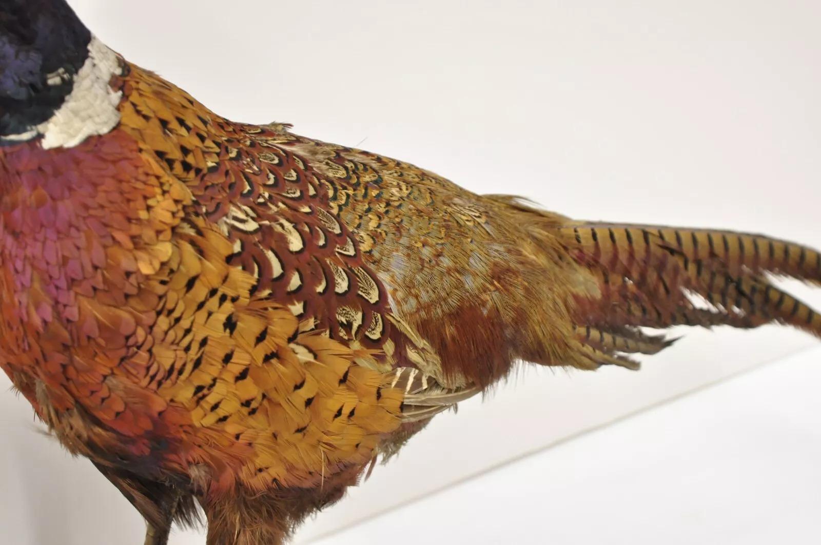 Rustique Taxidermie Vintage Faisan de Ringneck - Oiseau - Corps entier - Montage sur pied - Mancave