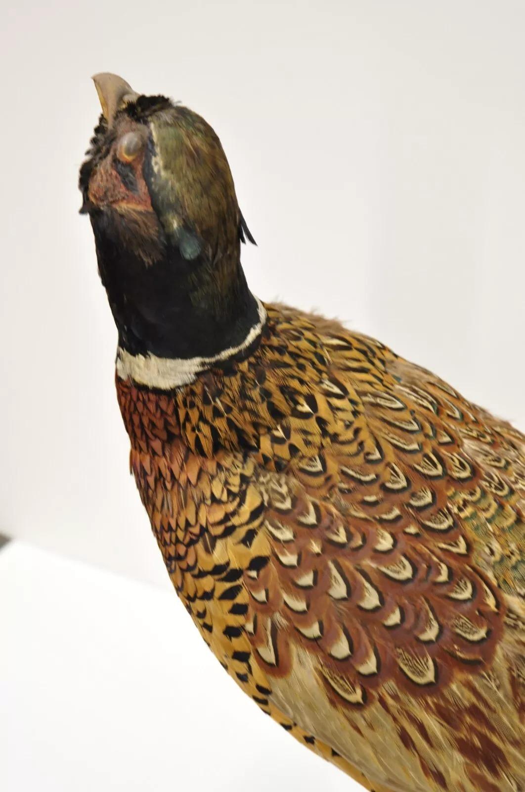 Vintage Ringneck Pheasant Bird Full Body Standing Mount Taxidermy Mancave In Good Condition In Philadelphia, PA