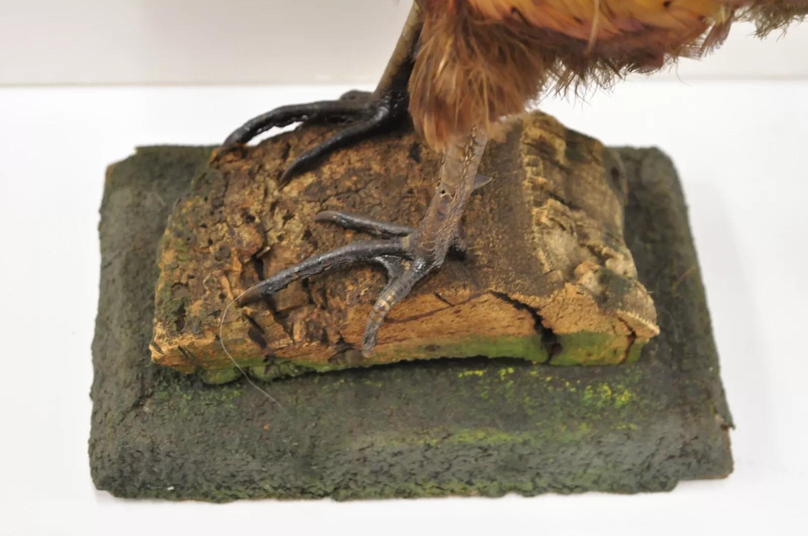 Inconnu Taxidermie Vintage Faisan de Ringneck - Oiseau - Corps entier - Montage sur pied - Mancave