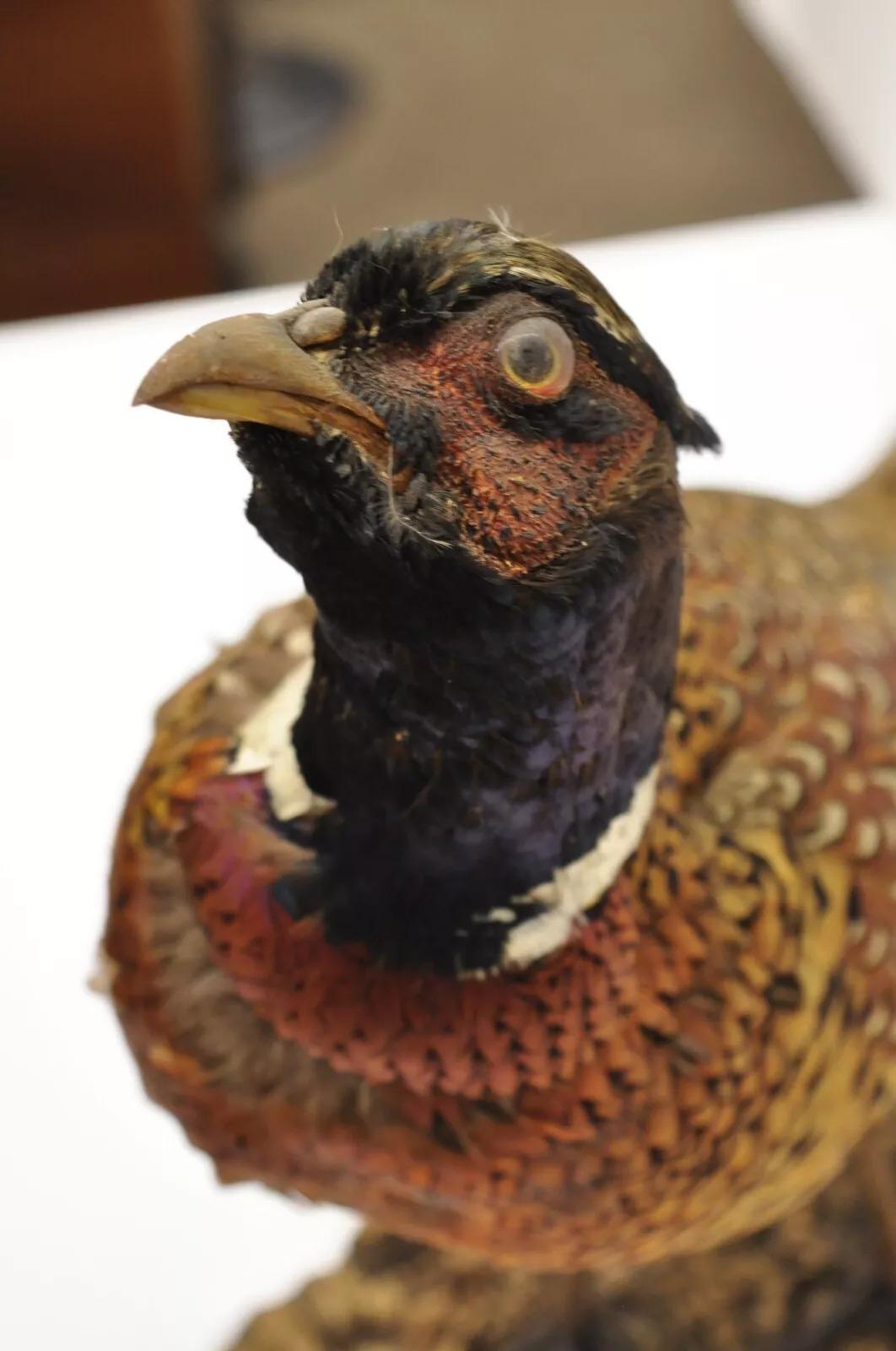 20th Century Vintage Ringneck Pheasant Bird Full Body Standing Mount Taxidermy Mancave