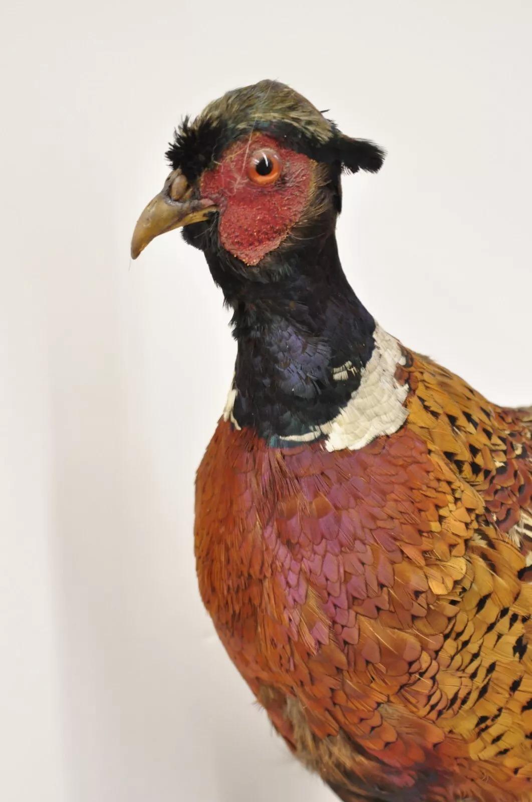 Taxidermie Vintage Faisan de Ringneck - Oiseau - Corps entier - Montage sur pied - Mancave Bon état à Philadelphia, PA