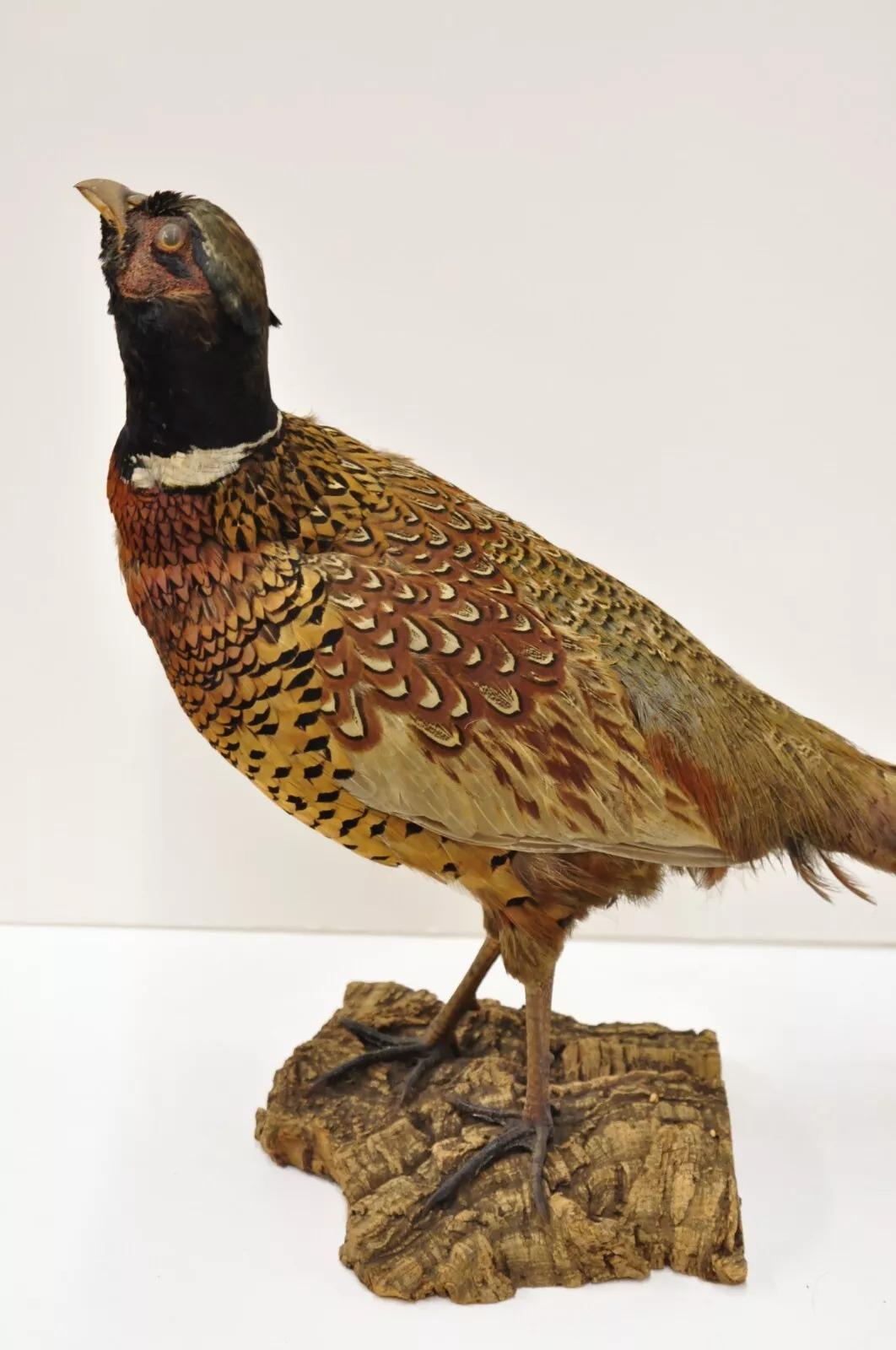 Feathers Vintage Ringneck Pheasant Bird Full Body Standing Mount Taxidermy Mancave